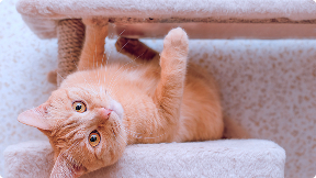 因為她的貓，我們成了三角關係，在生活節奏中，找到舒適溫度 🐈